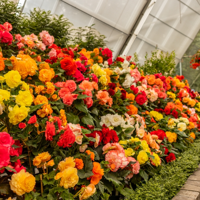 A vibrant display of red, orange, yellow, pink, and white begonia flowers filling a greenhouse, with a narrow water feature running along the right edge.